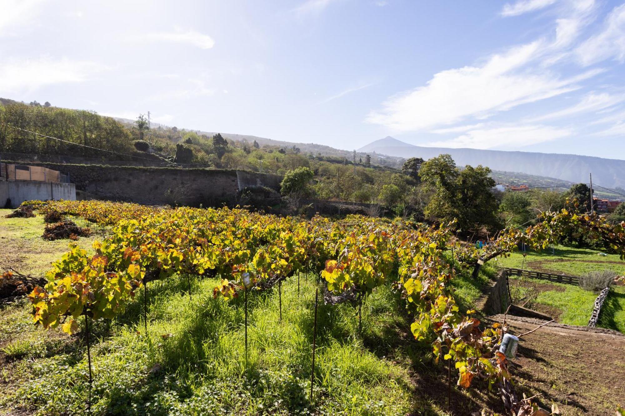Ek Drago Finca El Milagro La Orotava Luaran gambar