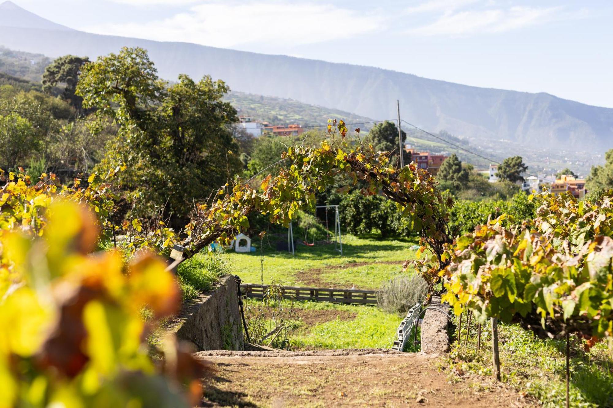 Ek Drago Finca El Milagro La Orotava Luaran gambar